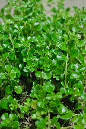 Pilea depressa 4" medium flower pot  
