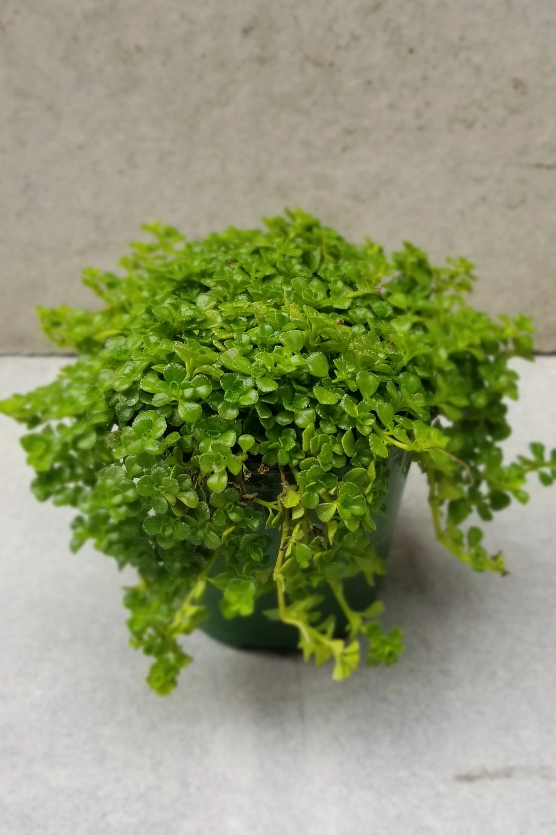 Pilea depressa 4"