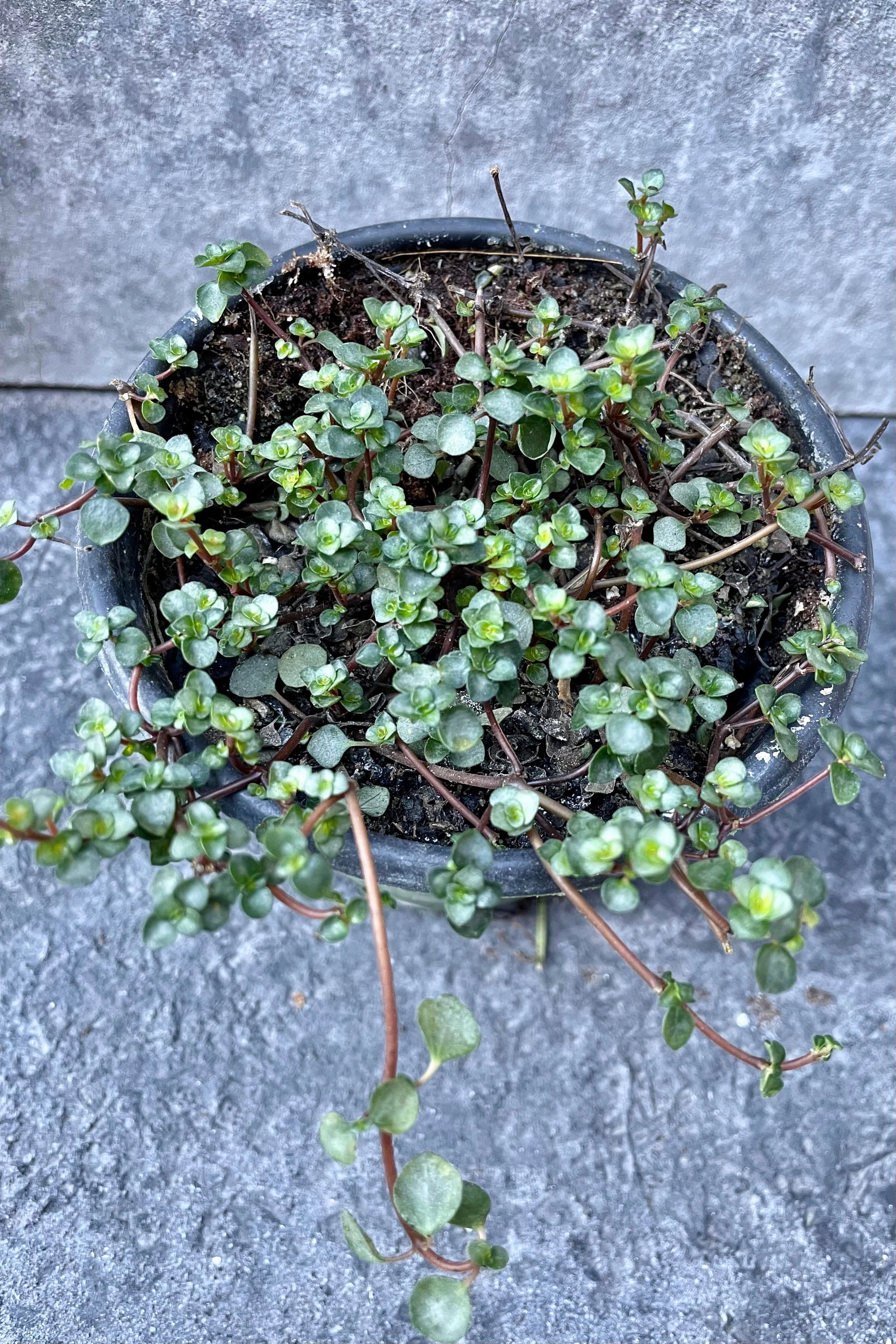 Pilea glauca 4" medium flower pot  