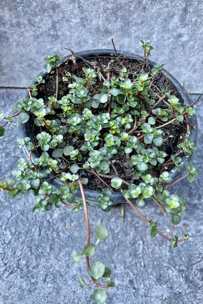 Pilea glauca 4" medium flower pot  