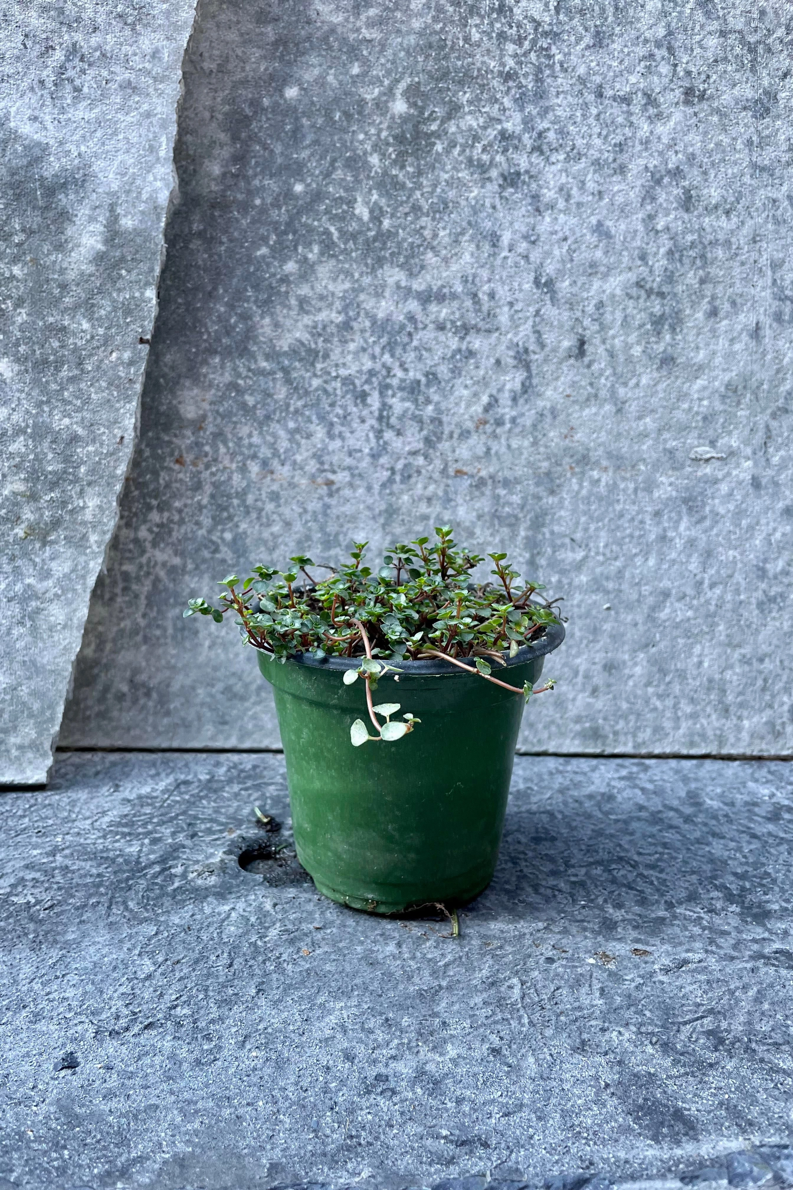 Pilea glauca 4"