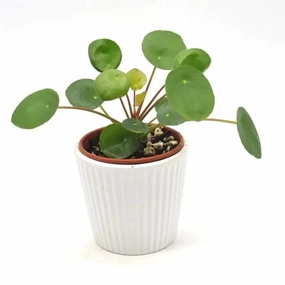 Pilea peperomioides large flower pot  