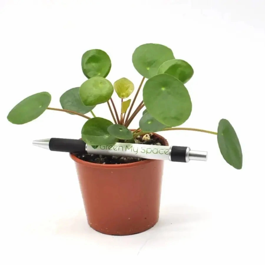 Pilea peperomioides