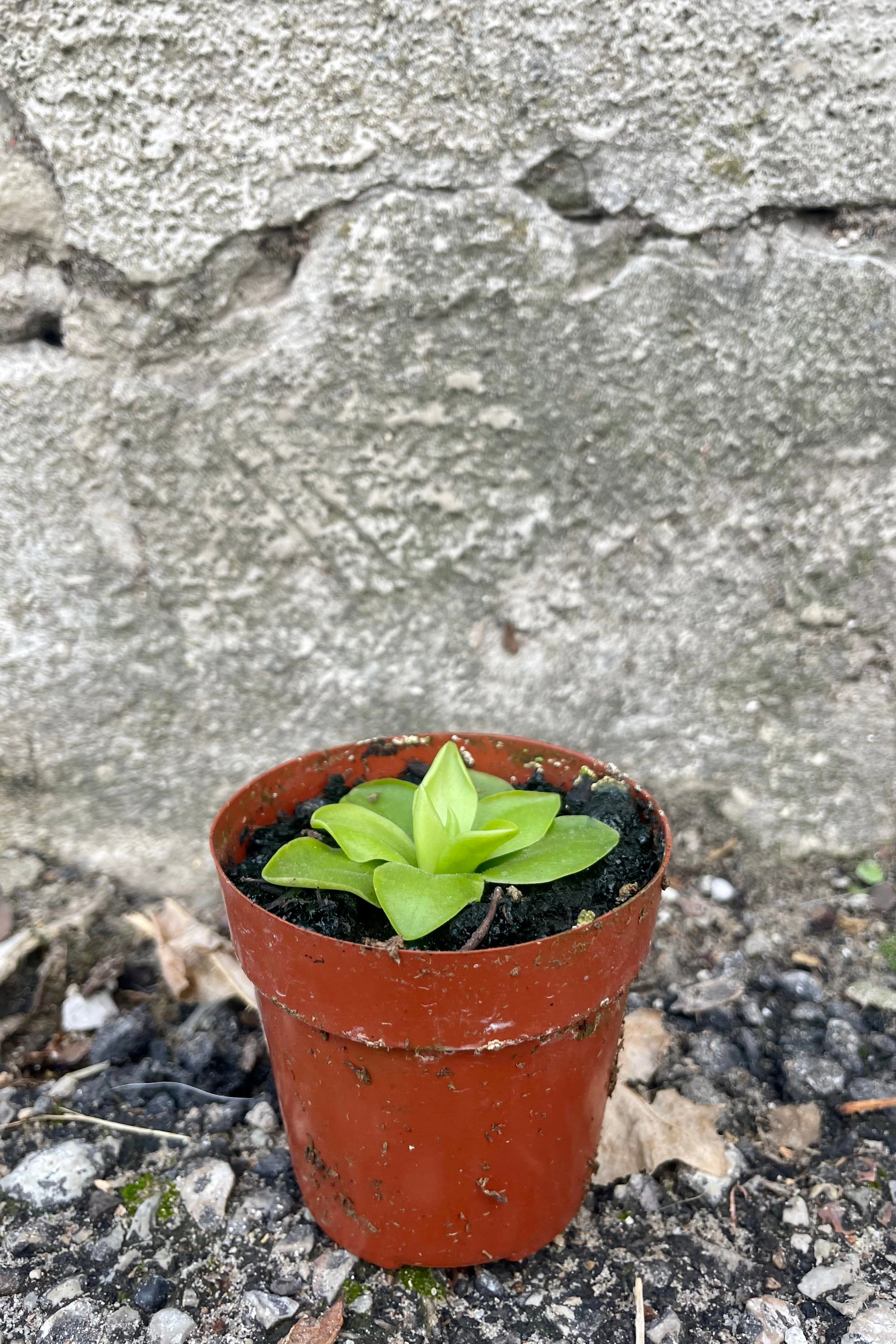 Pinguicula 3"