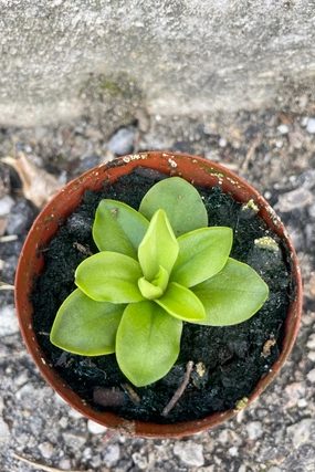 Pinguicula 3" medium flower pot  