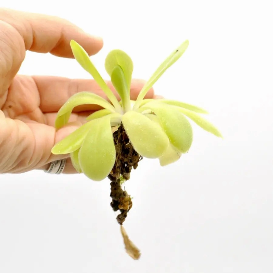Pinguicula agnata x potosiensis