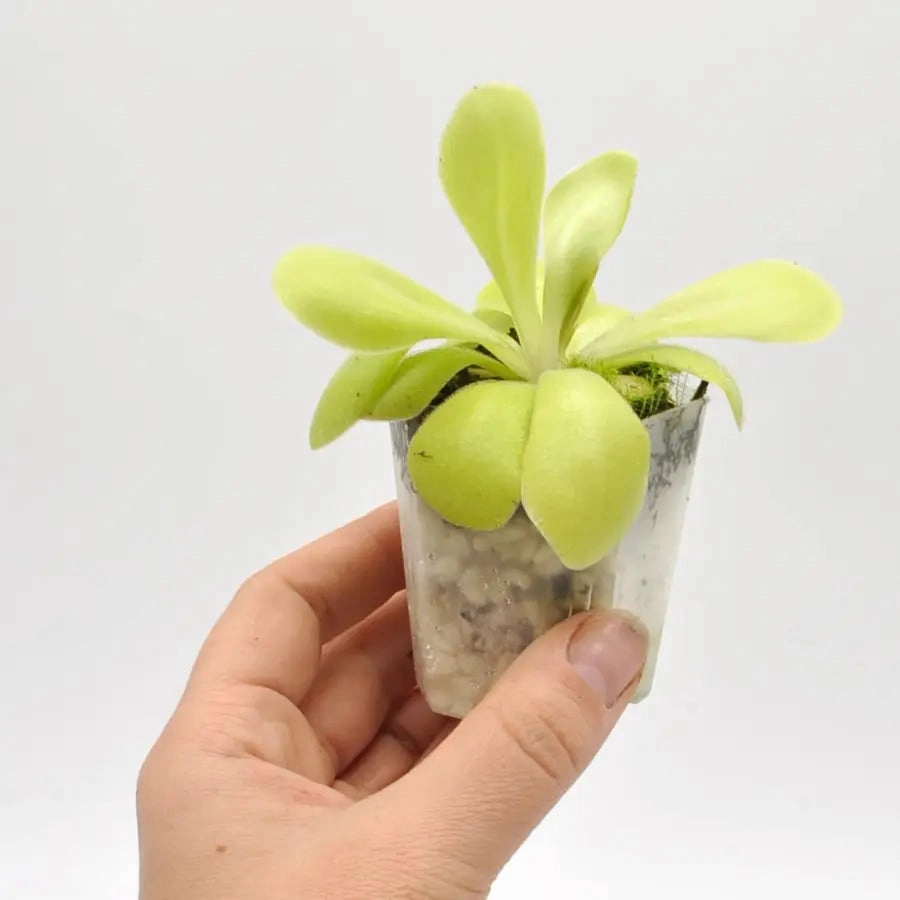 Pinguicula agnata x potosiensis