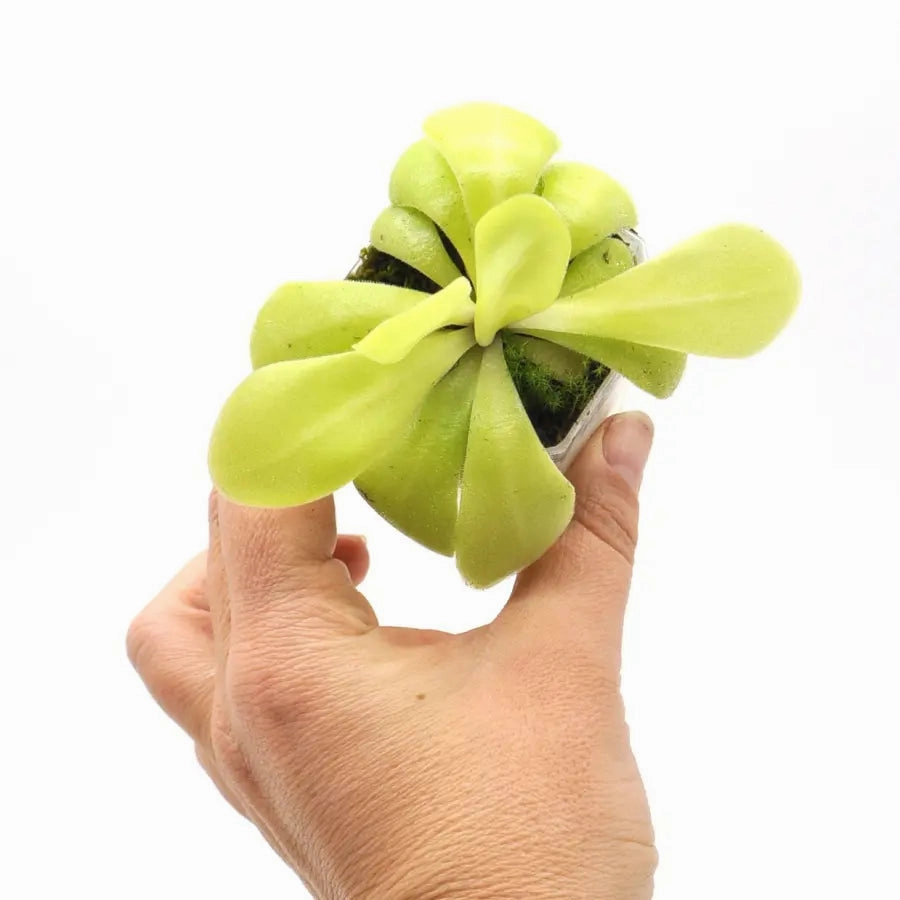 Pinguicula agnata x potosiensis