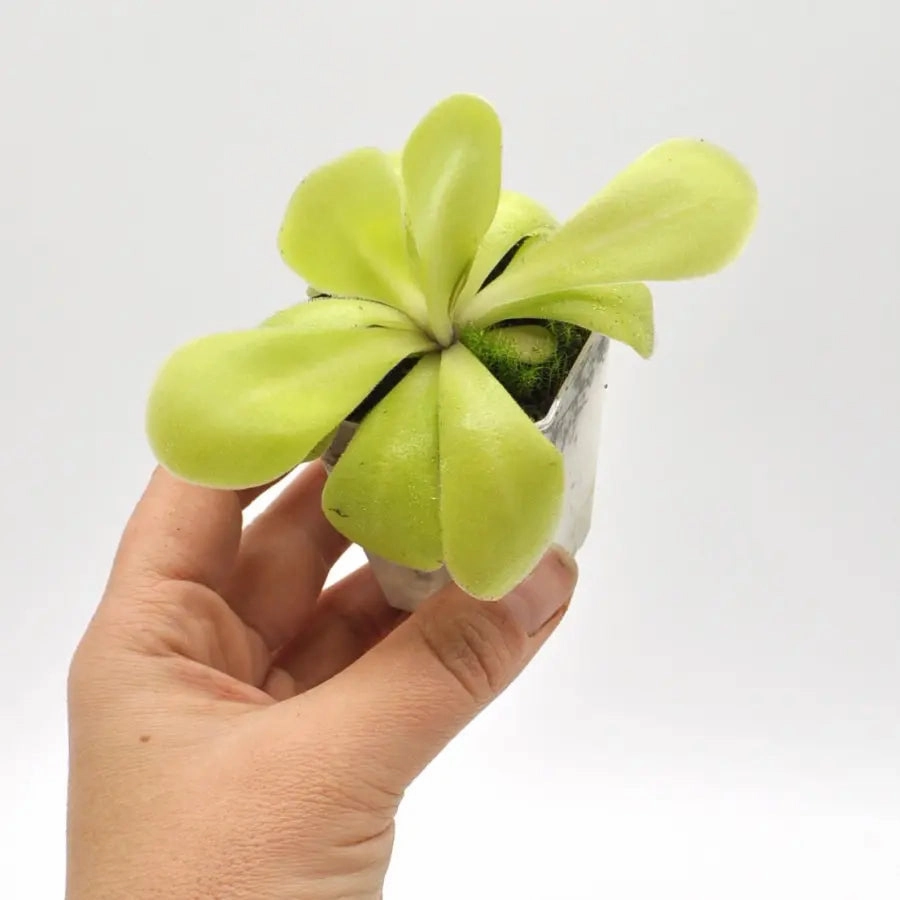 Pinguicula agnata x potosiensis