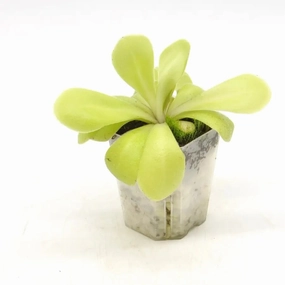 Pinguicula agnata x potosiensis large flower pot  