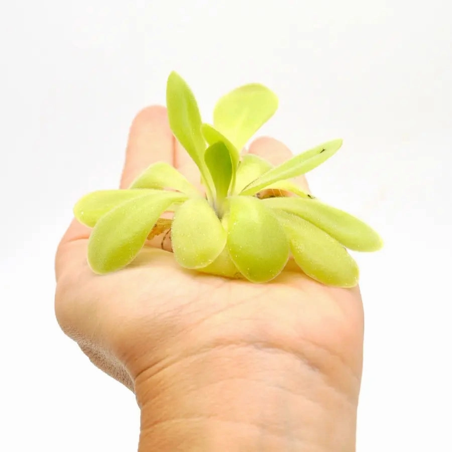 Pinguicula agnata x potosiensis