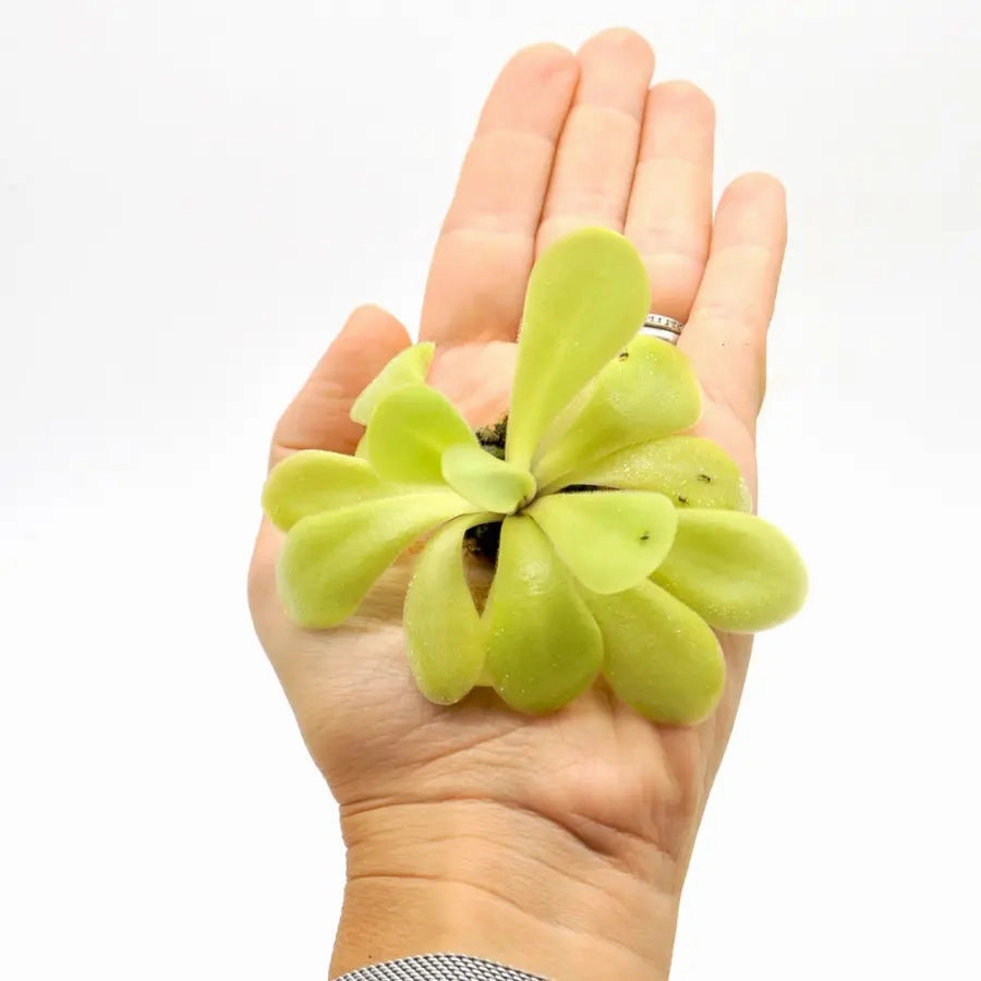 Pinguicula agnata x potosiensis