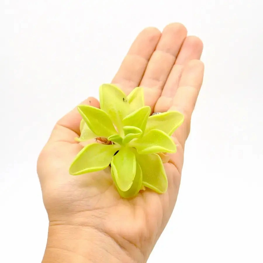 Pinguicula emarginata x Weser