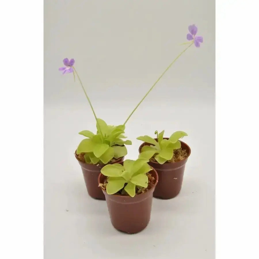 Pinguicula emarginata x Weser