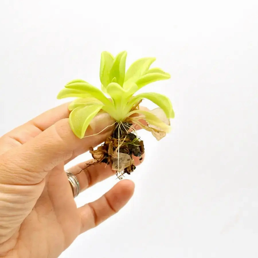 Pinguicula emarginata x Weser