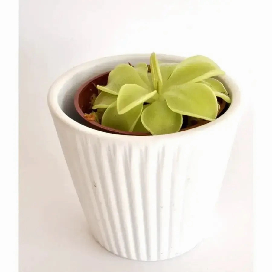 Pinguicula emarginata x Weser