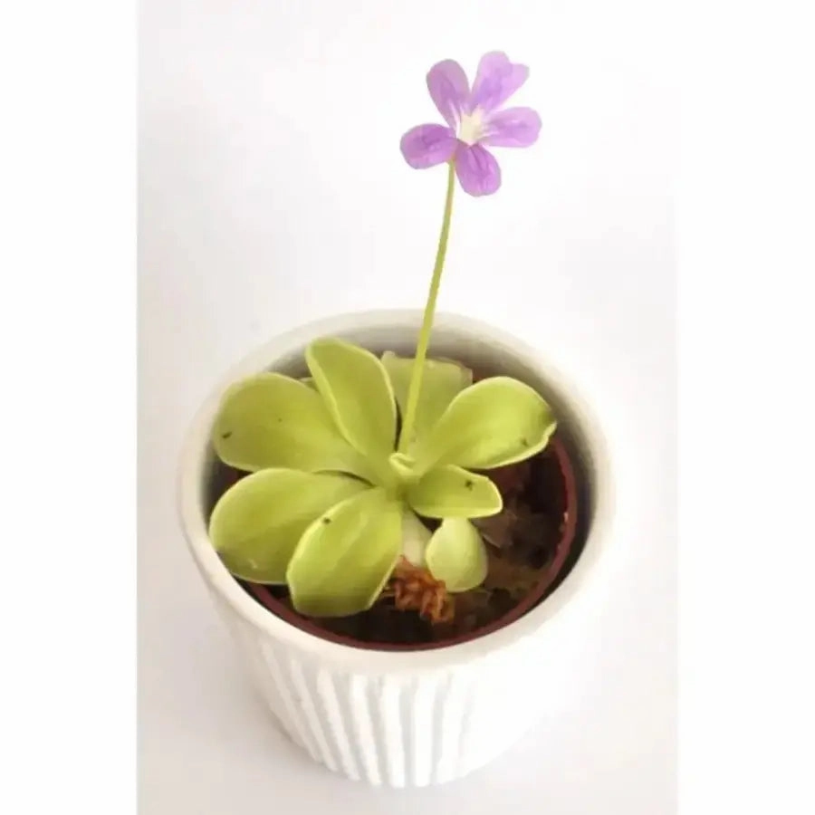 Pinguicula emarginata x Weser large flower pot  