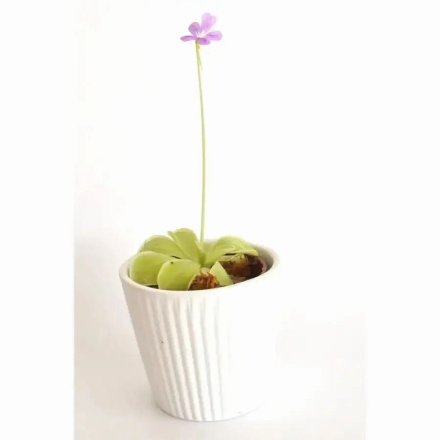 Pinguicula emarginata x Weser