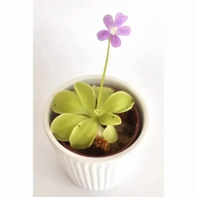 Pinguicula emarginata x Weser large flower pot  