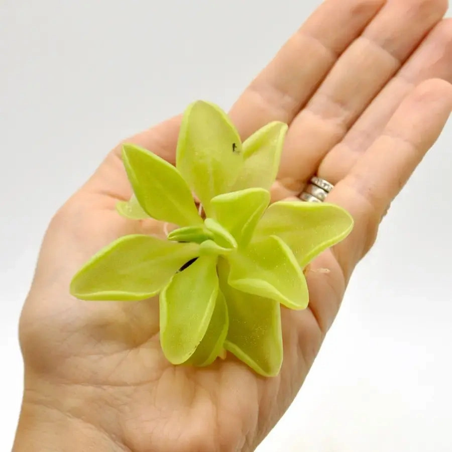 Pinguicula emarginata x Weser