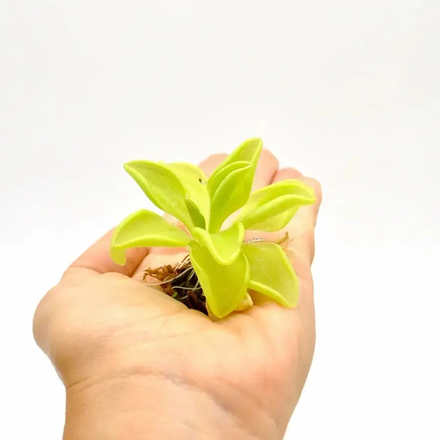 Pinguicula emarginata x Weser