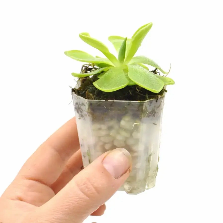 Pinguicula sethos