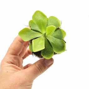 Pinguicula sethos large flower pot  