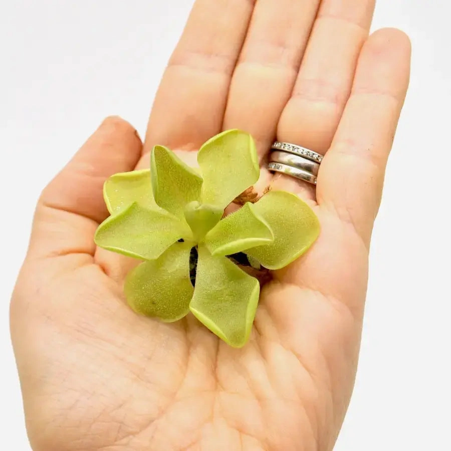 Pinguicula sethos