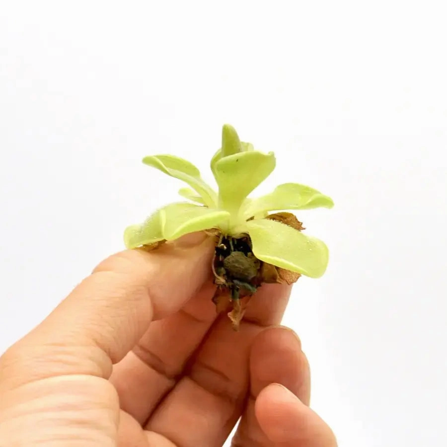 Pinguicula sethos