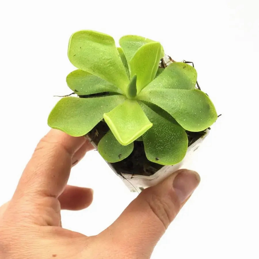 Pinguicula sethos