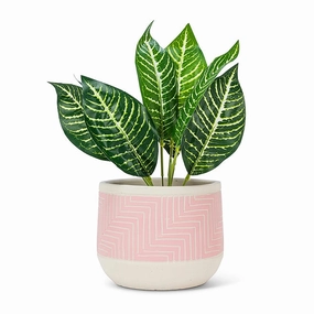 Pink Large Etched Planter - 6.5"D plant seeds  