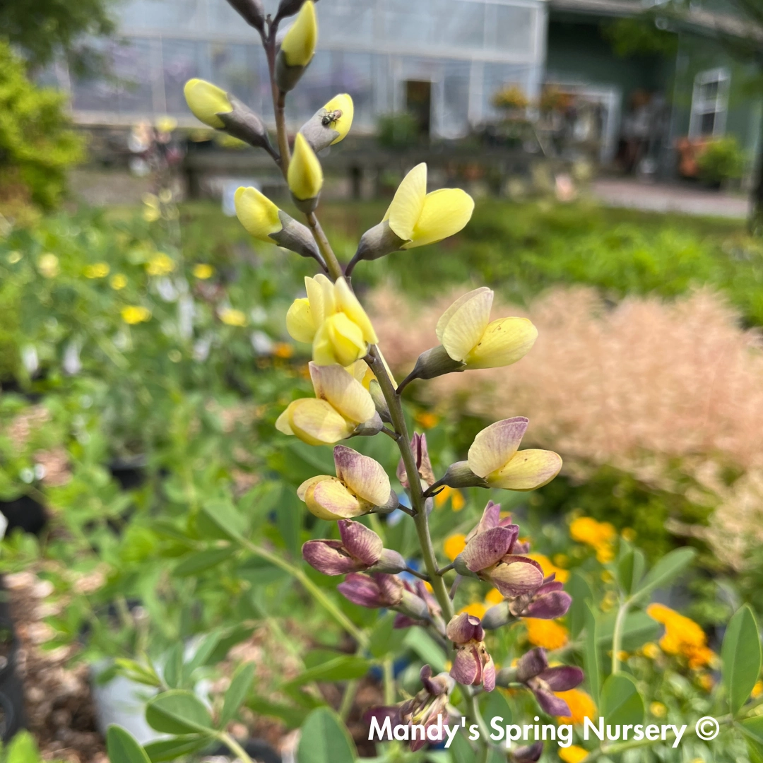 Pink Lemonade False Indigo | Baptisia