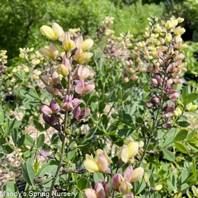 Pink Lemonade False Indigo | Baptisia traditional flower vase  