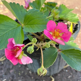 Pink Panda Strawberry | Fragaria traditional flower vase  