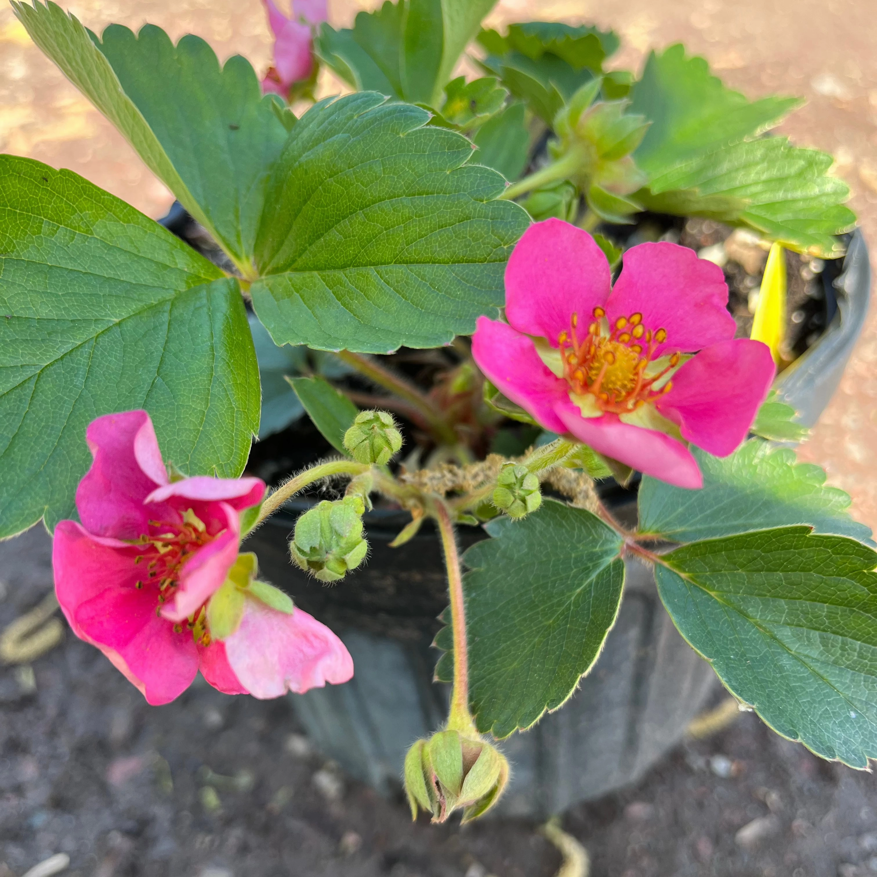 Pink Panda Strawberry | Fragaria traditional flower vase  
