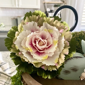 Pink Potted Cabbage xl flower pot  