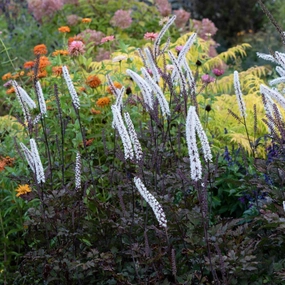 Pink Spike Bugbane | Actaea simplex single layer plant shelf  