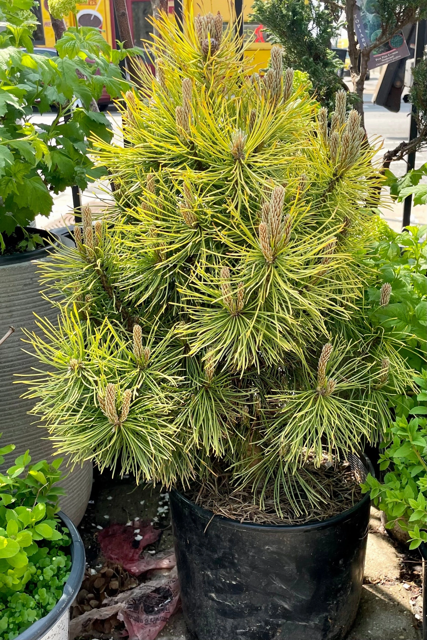 Pinus m. 'Wintersonne' #3