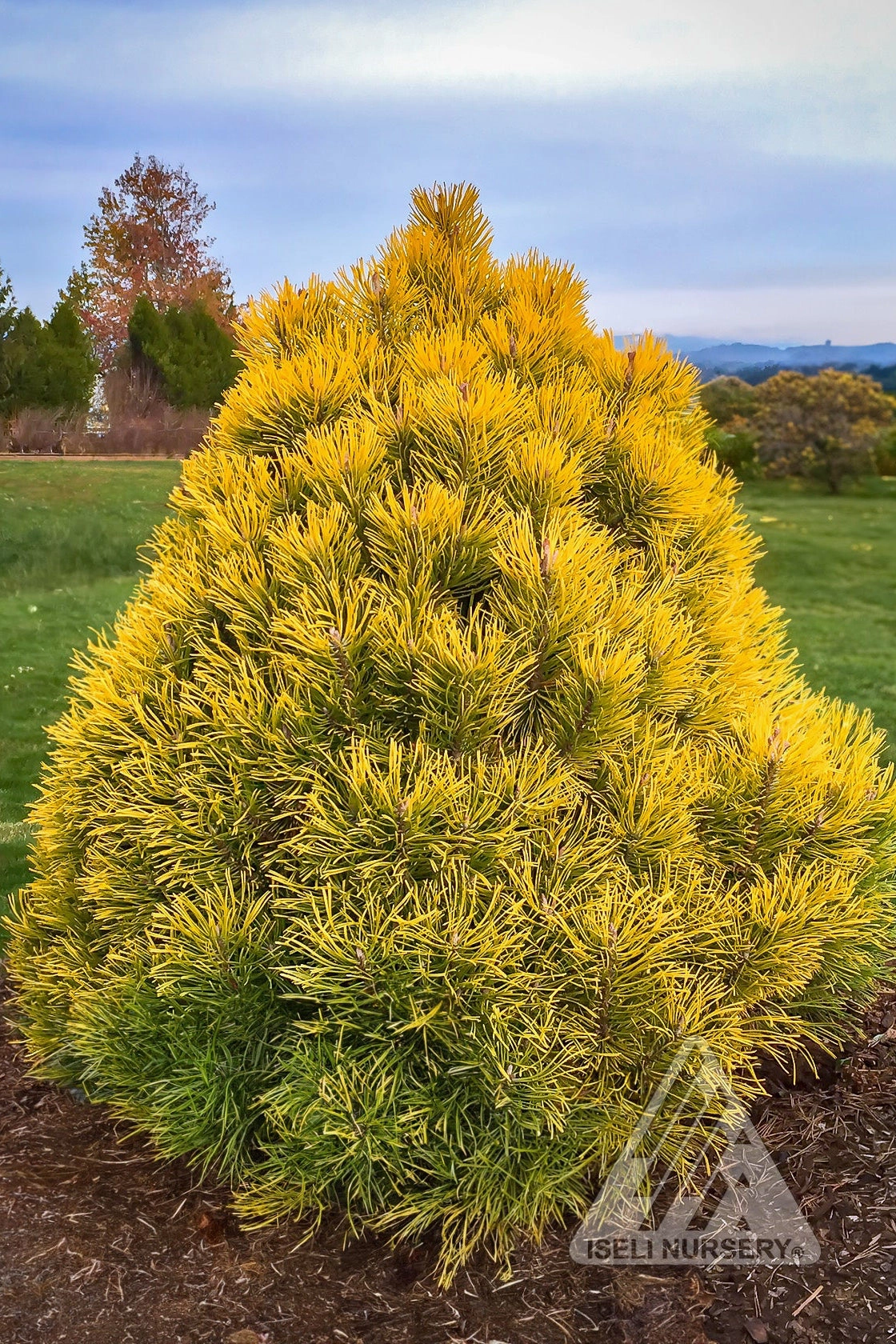 Pinus m. 'Wintersonne' #3