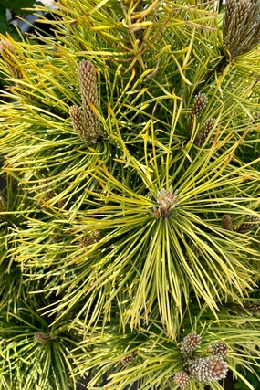 Pinus m. 'Wintersonne' #3 decorative flowerpot  