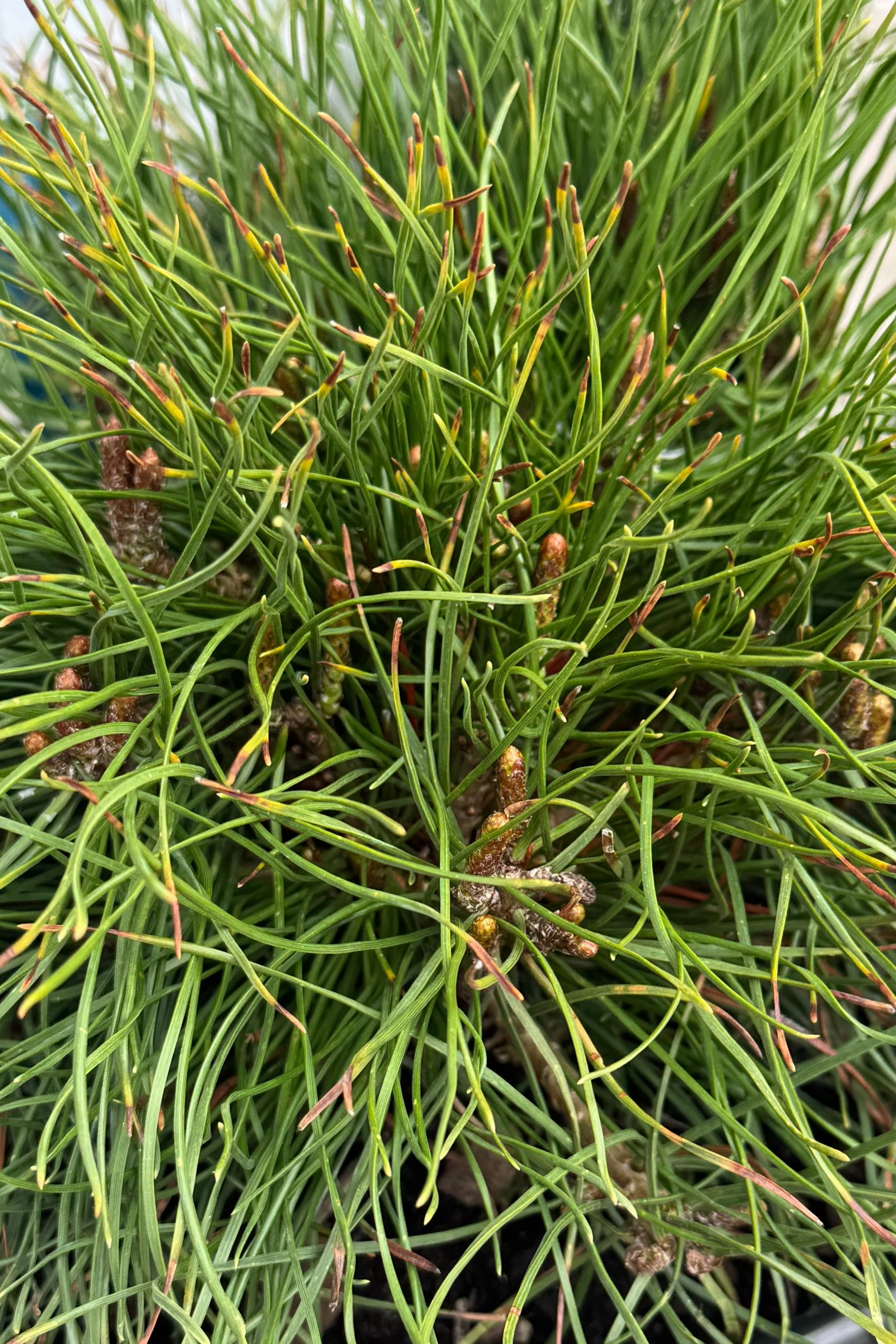 Pinus mugo var. pumilio #2