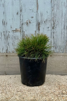 Pinus mugo var. pumilio #2 decorative flowerpot  
