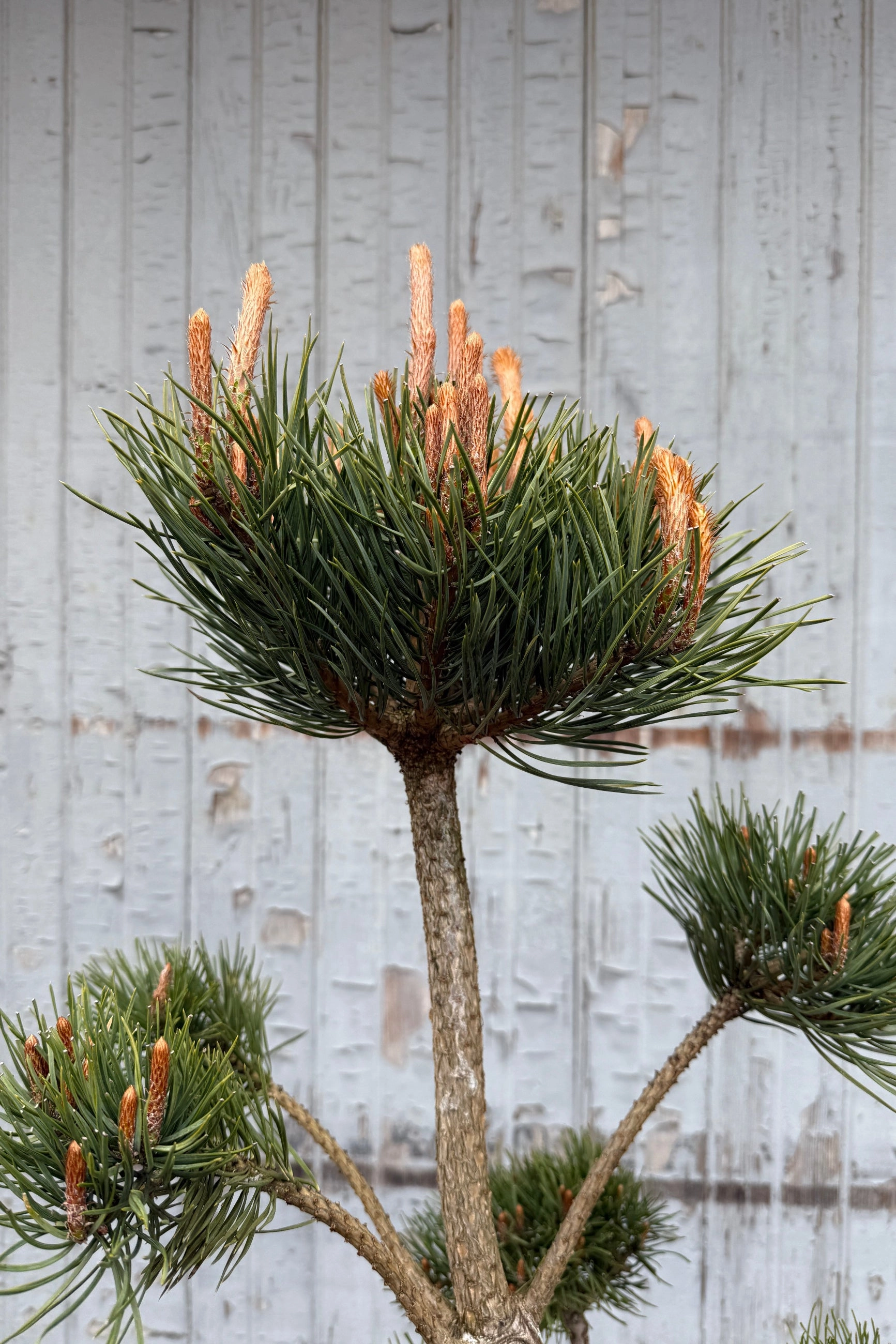 Pinus sylvestris #10 Sculptured