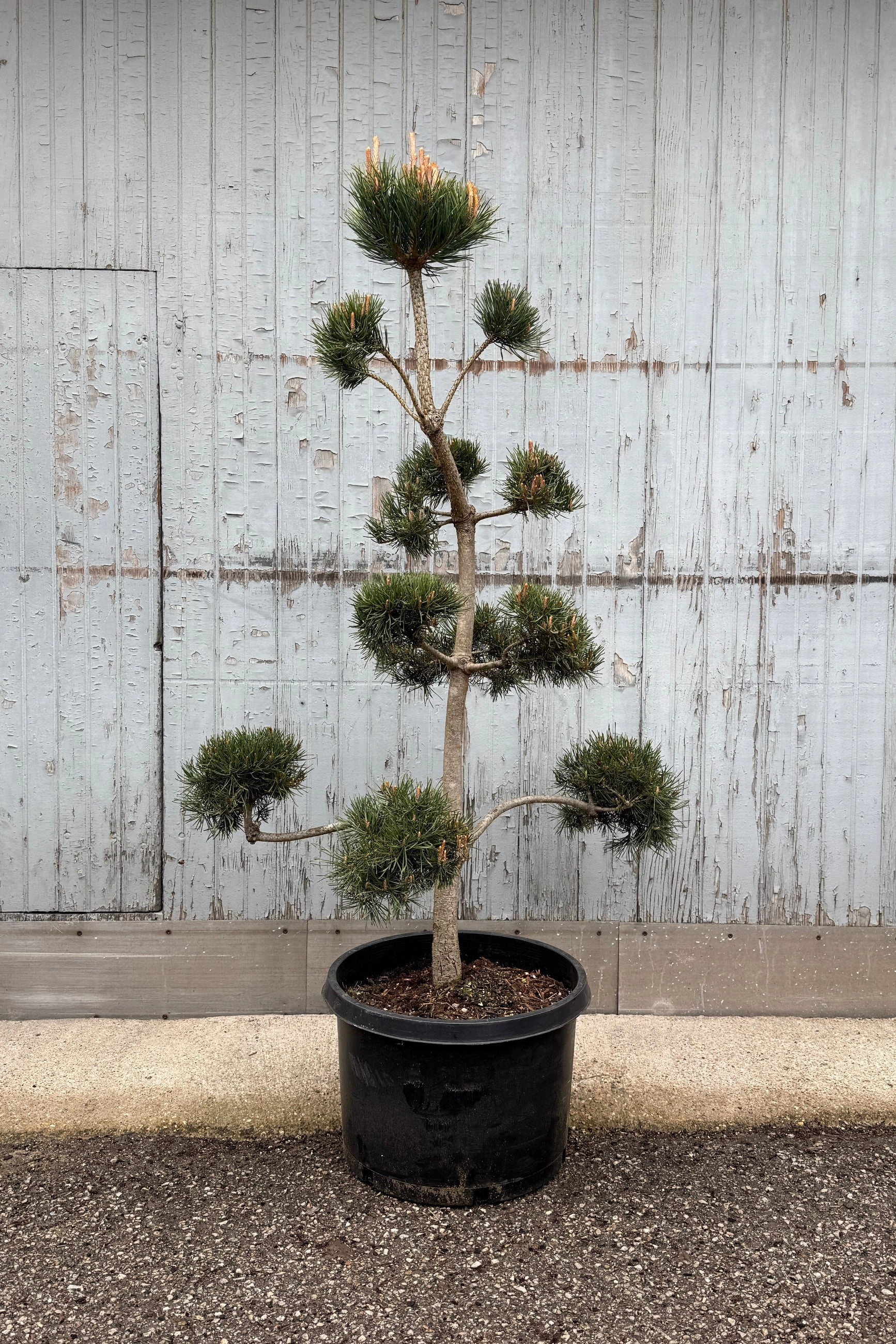 Pinus sylvestris #10 Sculptured decorative flowerpot  