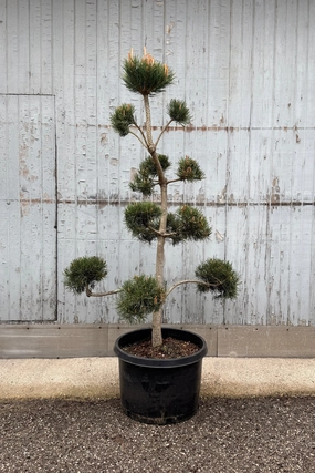 Pinus sylvestris #10 Sculptured decorative flowerpot  