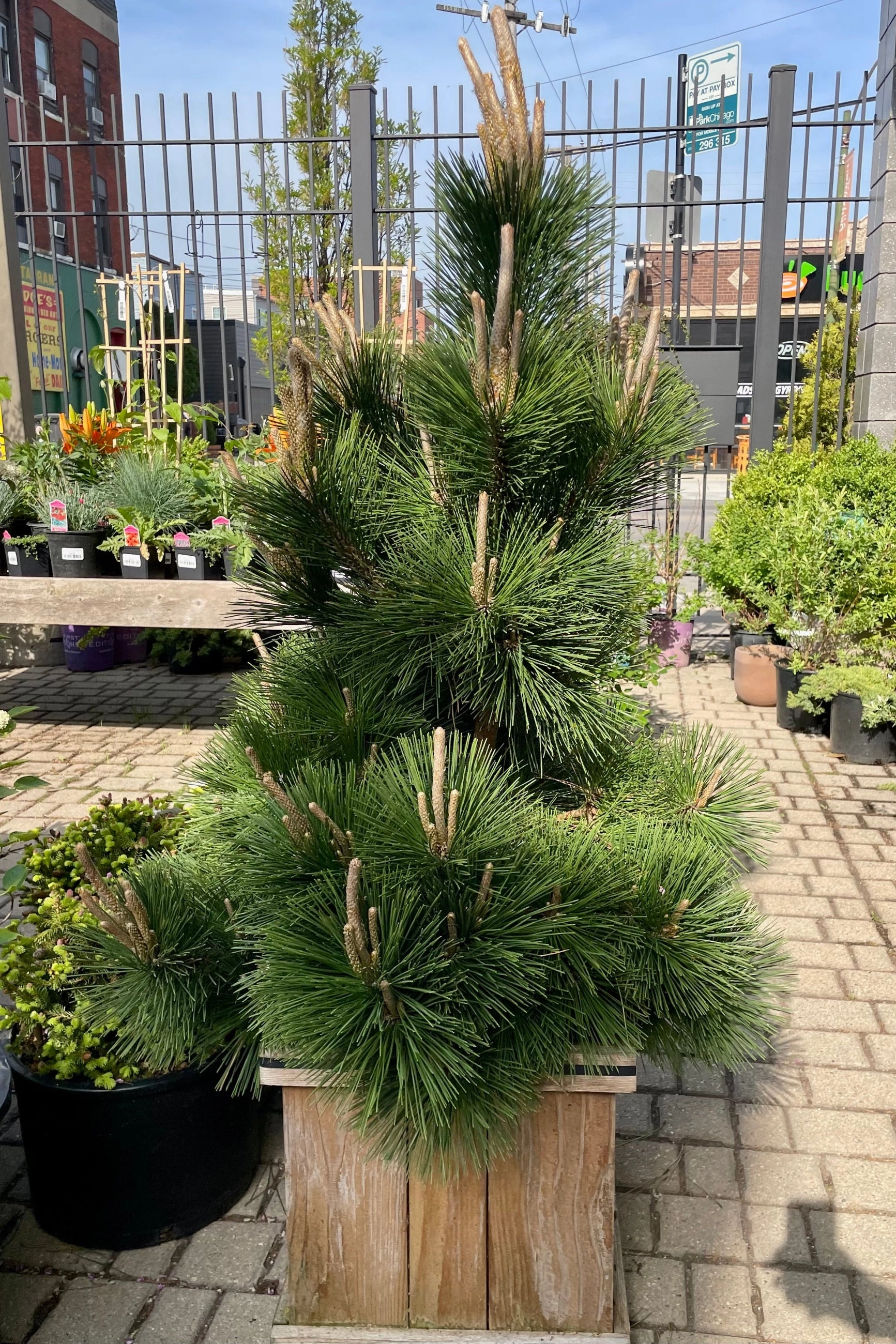 Pinus t. 'Thunderhead' #15