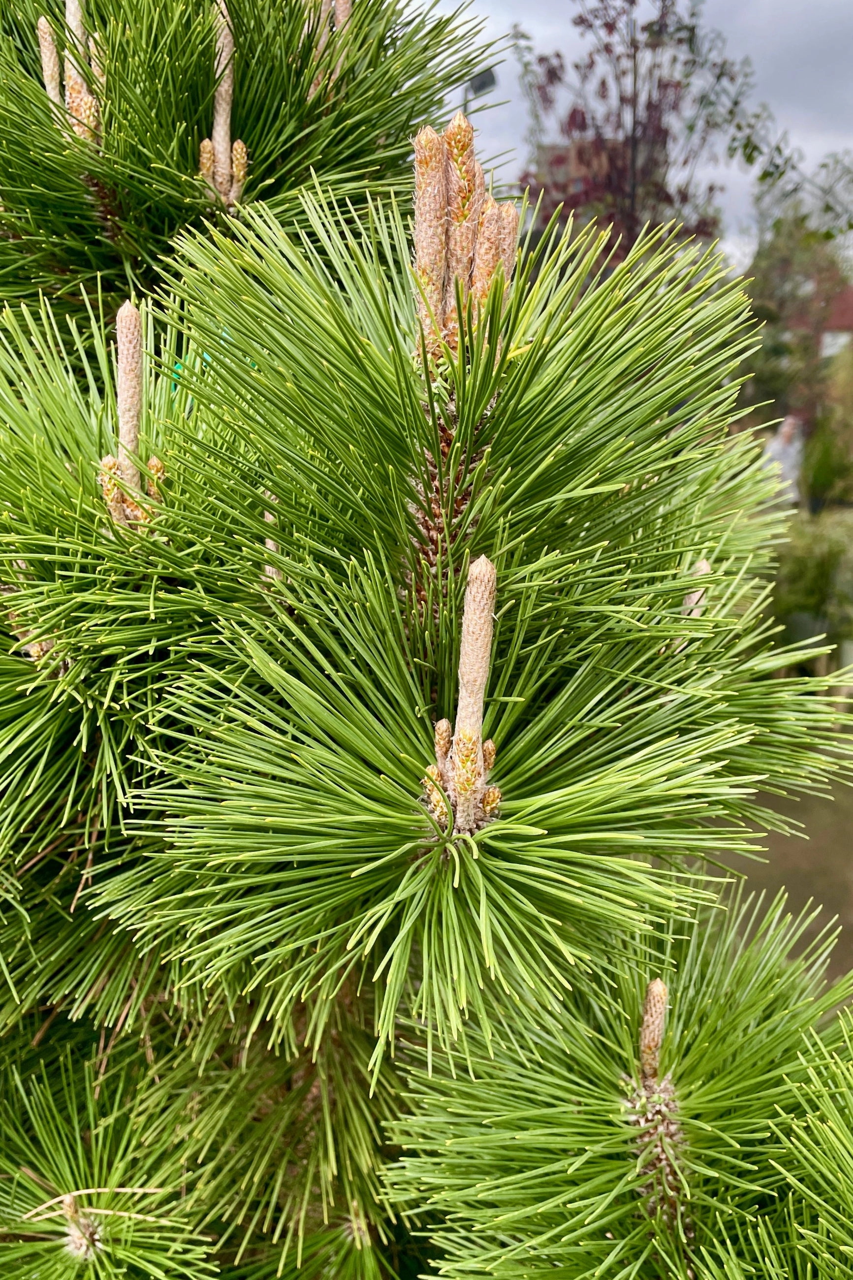 Pinus t. 'Thunderhead' #15 decorative flowerpot  