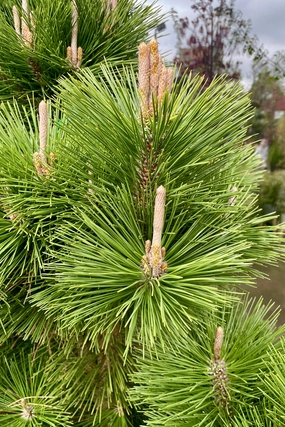 Pinus t. 'Thunderhead' #15 decorative flowerpot  