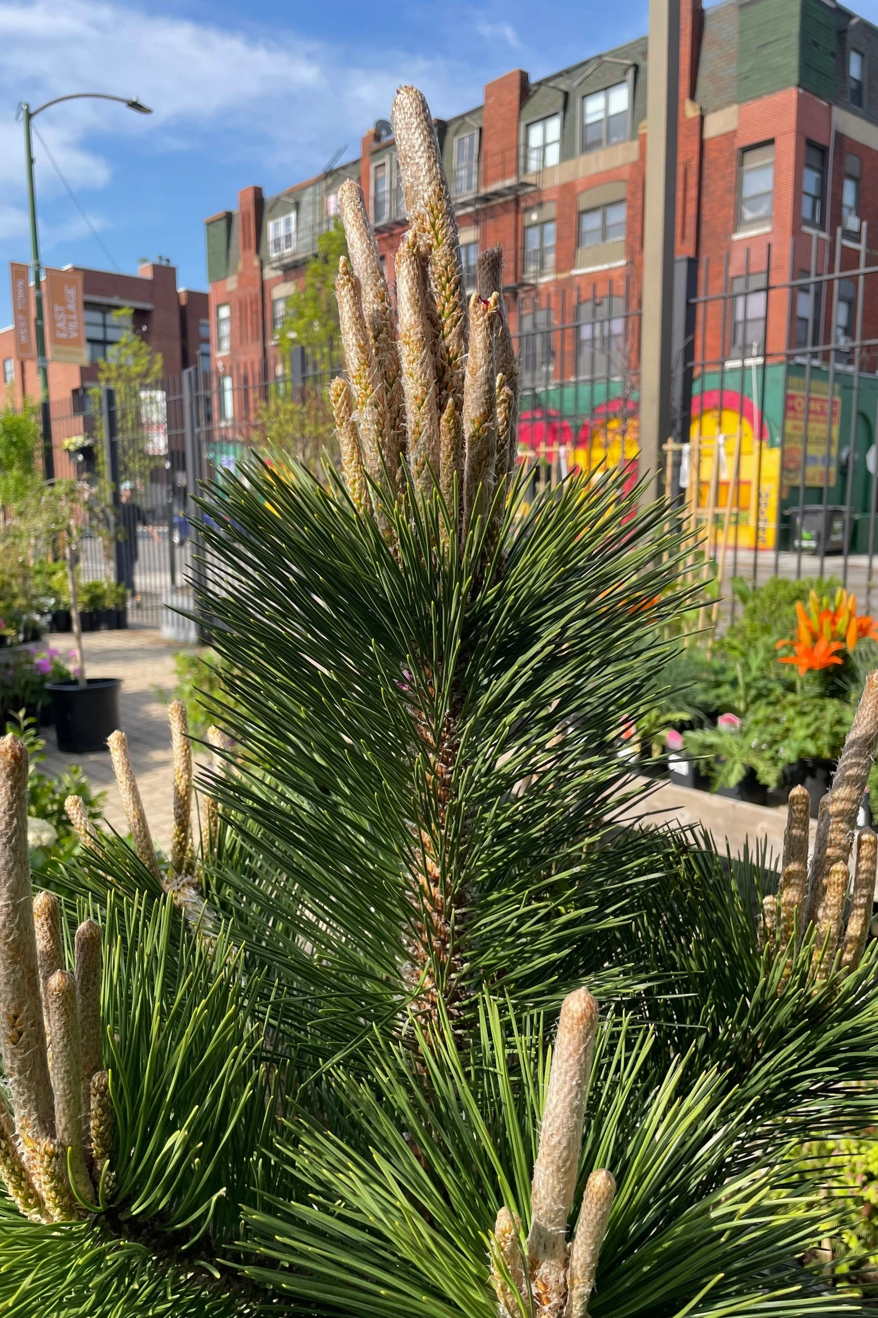 Pinus t. 'Thunderhead' #15