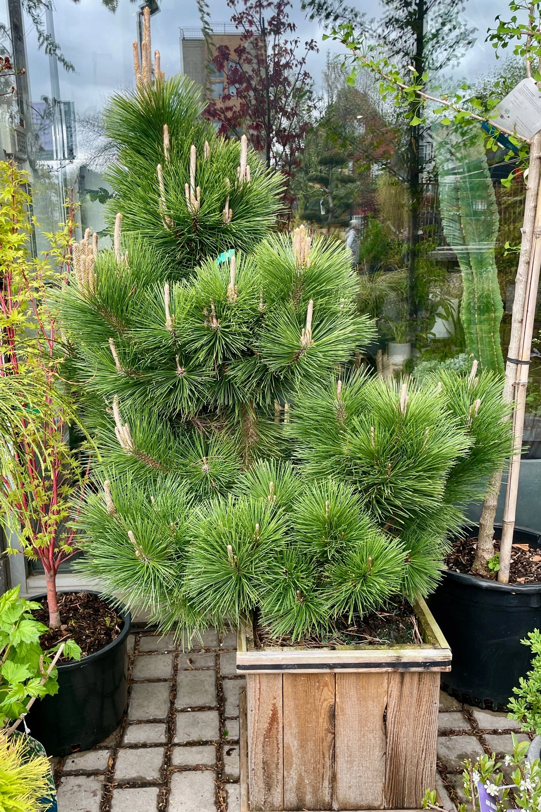 Pinus t. 'Thunderhead' #15